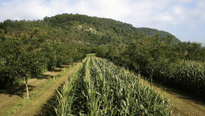 agroforestri