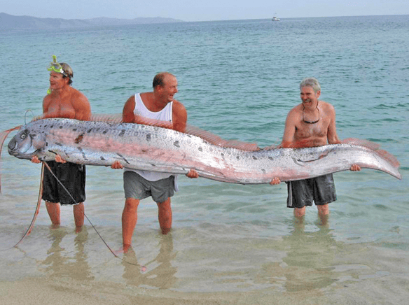 Oarfish Ikan dari Laut Dalam