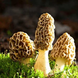 jamur morel