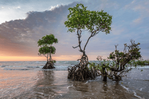 peran mangrove dalam perubahan iklim
