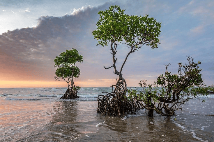 peran mangrove dalam perubahan iklim