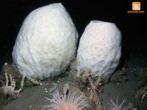 Anoxycalyx Joubini Spons Raksasa