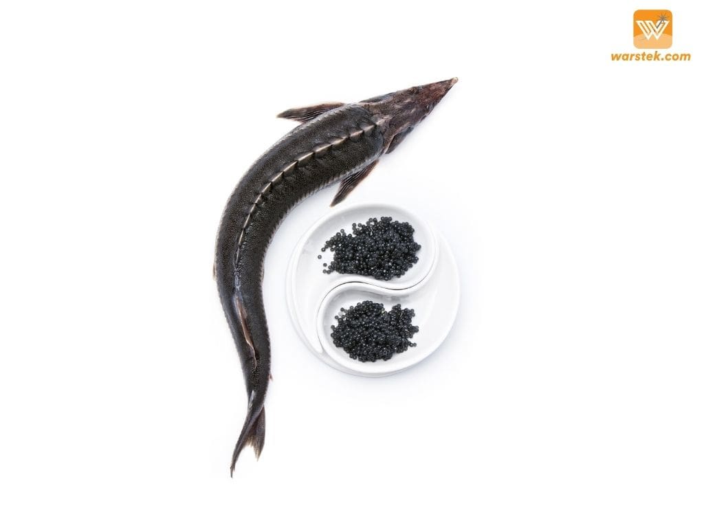 sturgeon dan kaviar