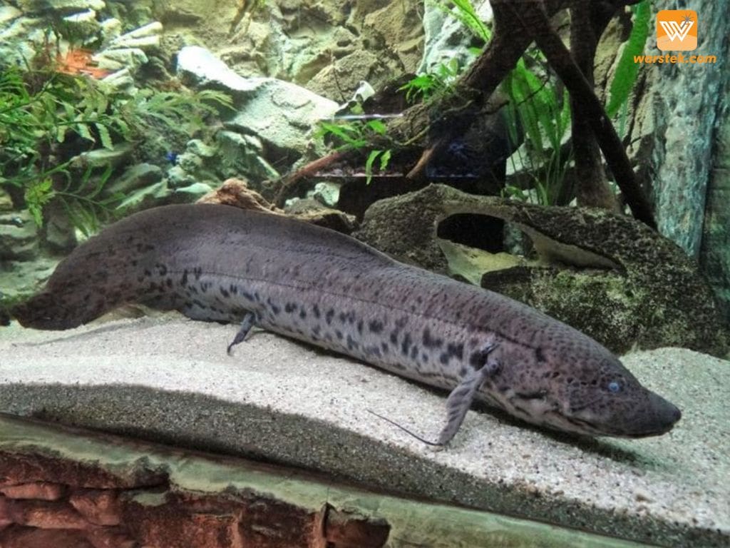 Lungfish
