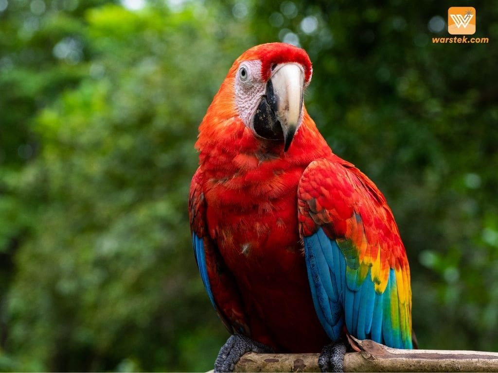 rainforest connection