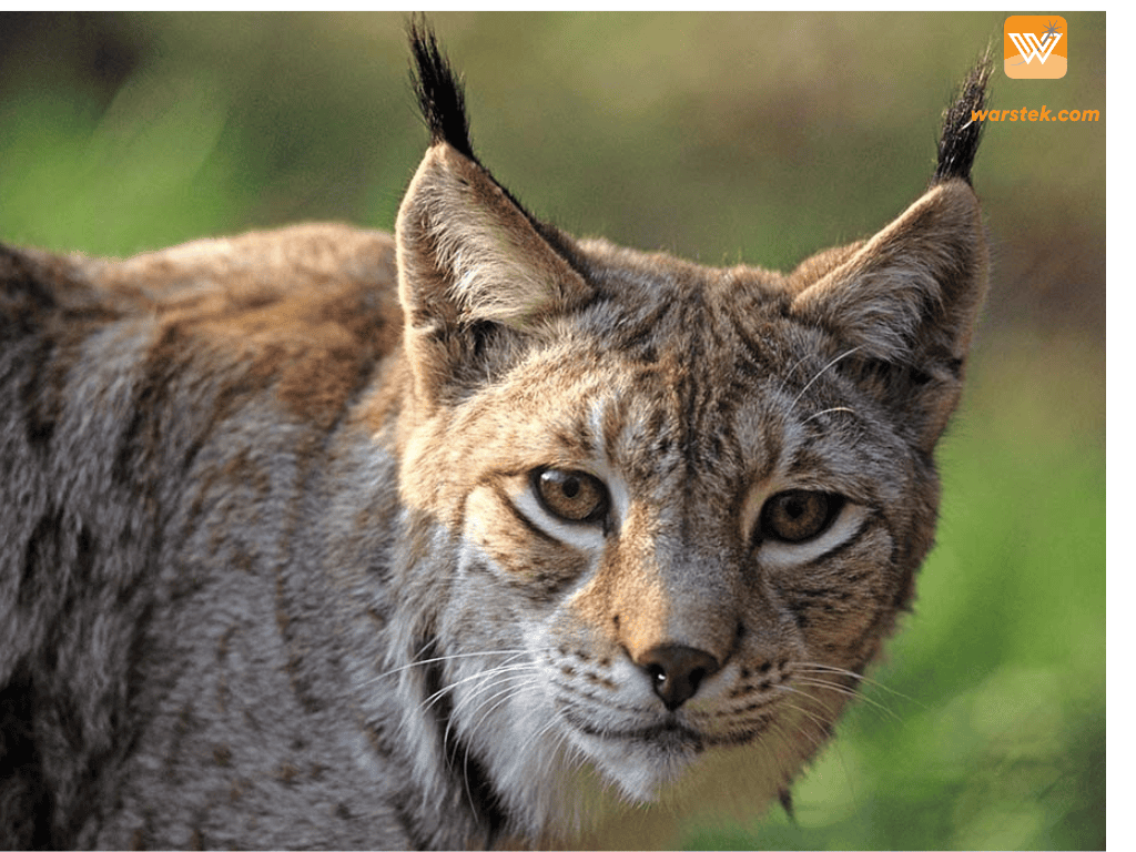 Ada empat spesies kucing lynx, tetapi yang terbesar adalah lynx Eurasia.