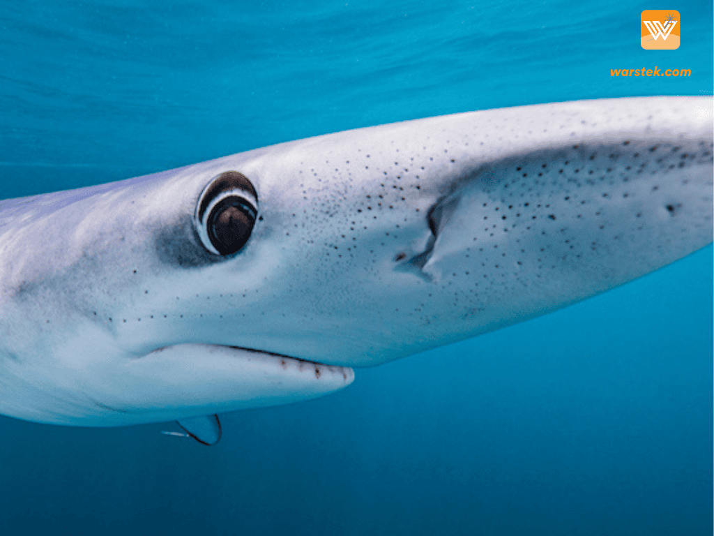Blue Sharks
