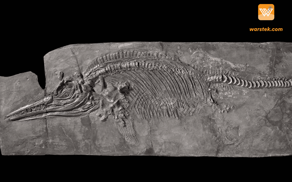 Ichthyosaurus dan plesiosaurus adalah bagian utama dari kehidupan di lautan antara Periode Trias dan Kapur.