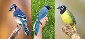 Grue Jay, Burung Hibrida yang Mungkin Tak Pernah Ada Tanpa Perubahan Iklim